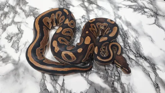Black Pastel Arroyo Het Pied Ball Python by BND Morphs