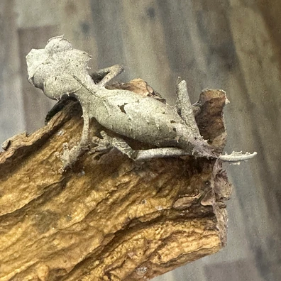 【美品】OZWRT Agave Leaf Tailed Gecko 17cm 美品】OZWRT Agave Leaf Tailed Gecko 17cm 美品】OZWRT Agave