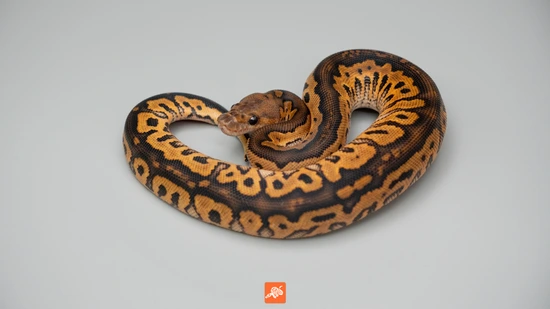 洋楽 Anonymous snake attack 7\"US Hand colored Anonymous – Corporate Food / Snake Attack – Vinyl (7