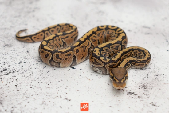 Hurricane Hypo Het Rainbow Ball Python by Nixon Reptiles