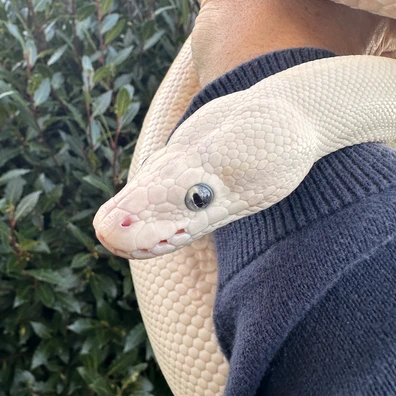 Blues Eyed Lucy (Mojave/Lesser)