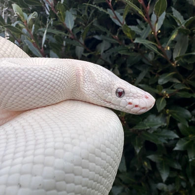 Blue Eyed Lucy (Super Butter)