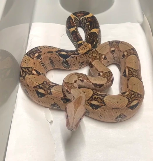 Fresh Look at Breeder Ready Normal 66 Het Carbon Snow Boa Constrictor By