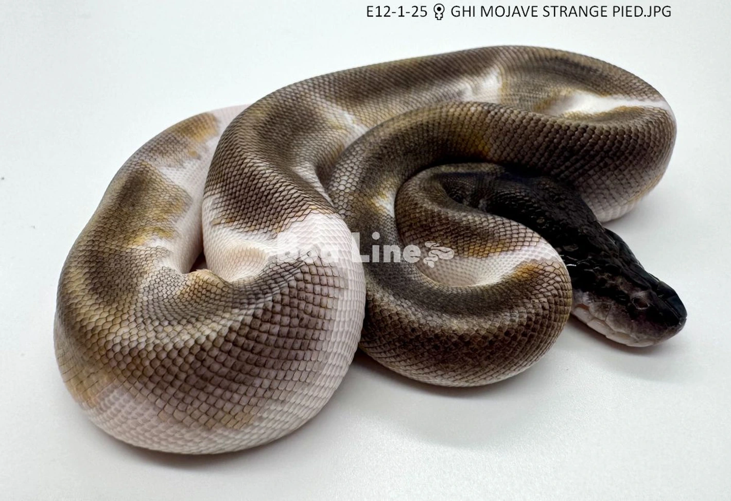 E12-1-25 ♀ Ghi Mojave Strange Pied Ball Pythons by Boaline di
