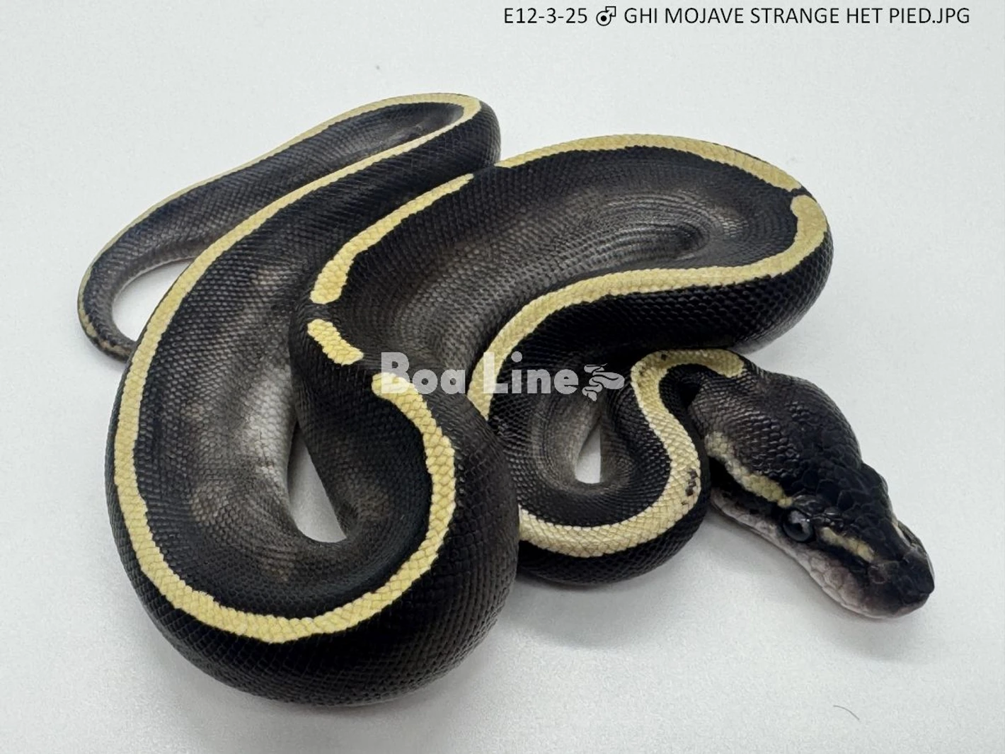 E12-3-25 ♂ Ghi Mojave Strange Het Pied Ball Pythons by Boaline di