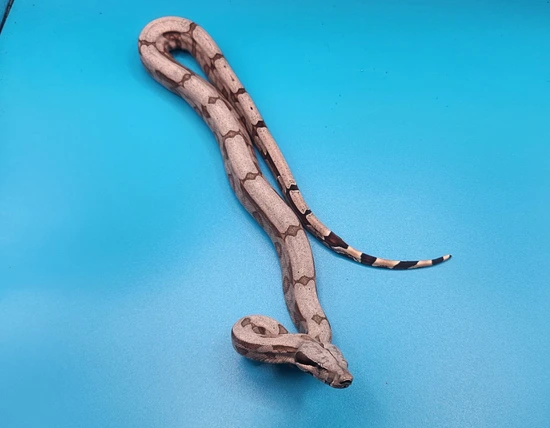 boa constrictor amarali premio de roma pythons and... 2023 B.C.Amarali - Bolivian Amarali Short-Tailed Boa Constrictor by ...