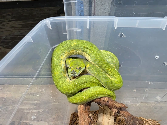 Adult Female Biak Green Tree Python by Herp Hobby Shop Reptile Breeding ...
