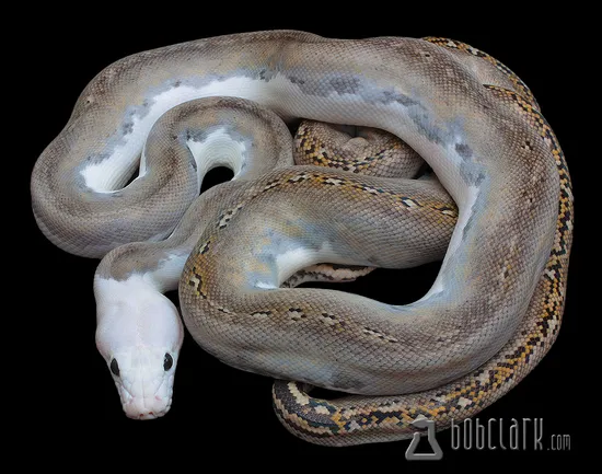 Pied Motley Het Purple Albino Reticulated Python by Bob Clark Reptiles