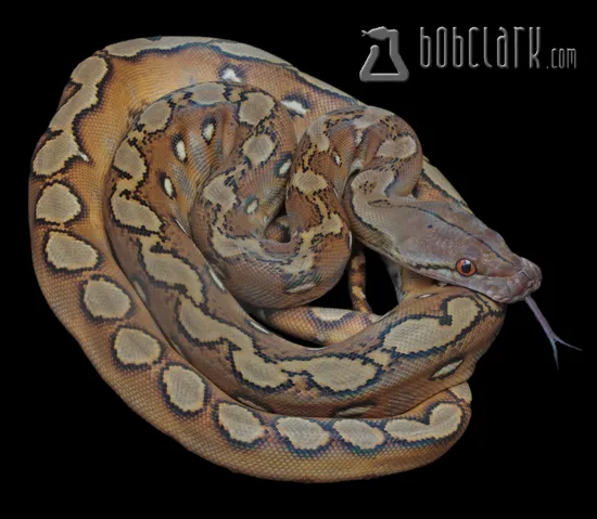 Sunfire Reticulated Python by Bob Clark Reptiles