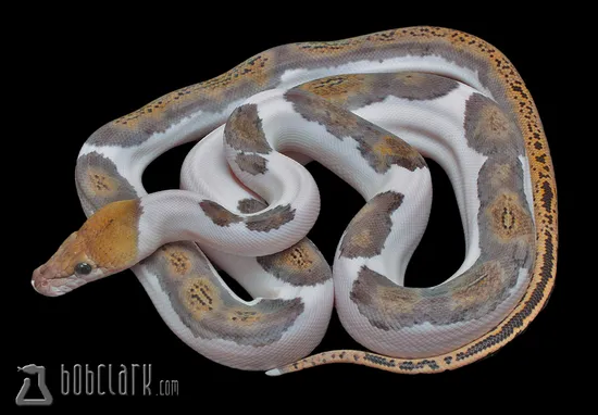 Pied Tiger Reticulated Python by Bob Clark Reptiles