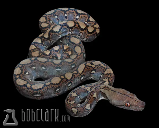 Het Orange Ghost Stripe Reticulated Python by Bob Clark Reptiles