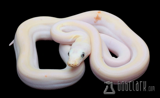 Cow Reticulated Python by Bob Clark Reptiles