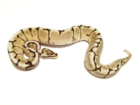 Fire Spider Yb Ball Python by Bobs Balls