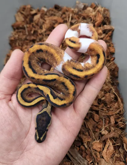 Blackhead Calico Pied Ball Python by Bobs Balls