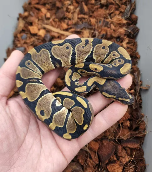 Dh Dg Pied Ball Python by Bobs Balls