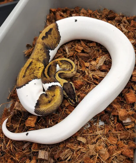 Pastel Pied Ball Python by Bobs Balls