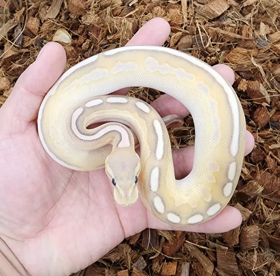 Cinny Sugar Ball Python Banana Ghi Lesser Cinny Calico Ball Python by Bobs Balls