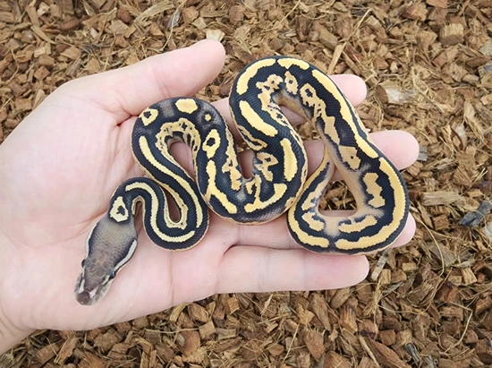 Pastel Mocha Ball Python Od Mocha Black Pastel Fire Yb Ball Python by Bobs Balls