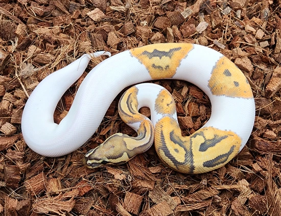 Hypo Pied Ball Python by Bobs Balls