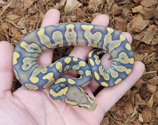 Chocolate Yb Hypo Het Dg Ball Python by Bobs Balls