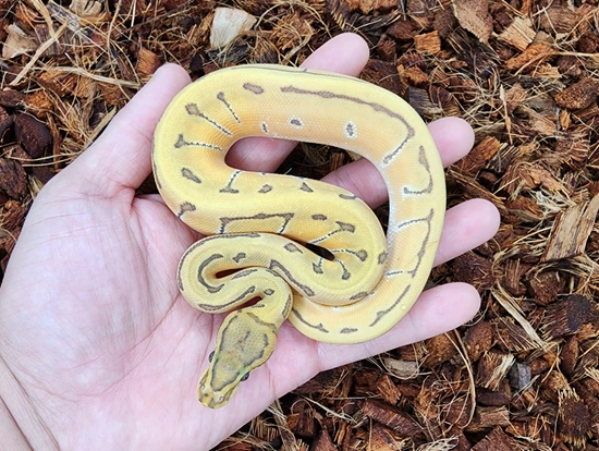 Hypo Od Enchi Pin Ball Python by Bobs Balls