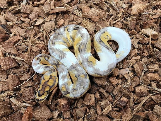 Paradox Mocha Fire Lace Clown Ball Python by Bobs Balls