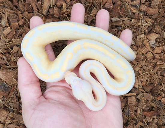 Ghi Od Cinny Candino Ball Python by Bobs Balls
