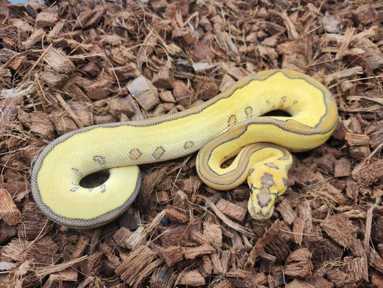 Leo Lesser Ball Python Lesser Leo Redstripe Yb Clown Ball Python by Bobs Balls