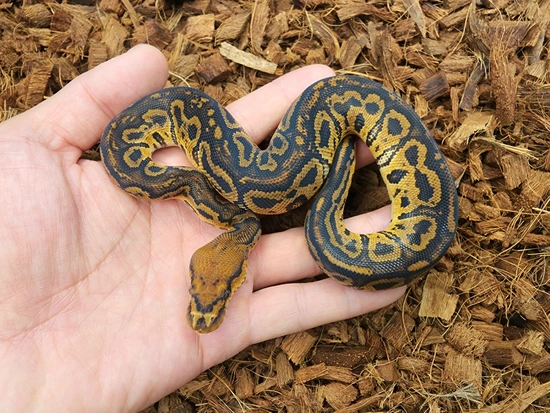 Super Vudoo Clown Ball Python by Bobs Balls