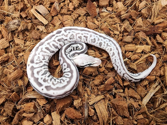 Black Pewter Leopard Spotnose Dg Het Vpi Axanthic Ball