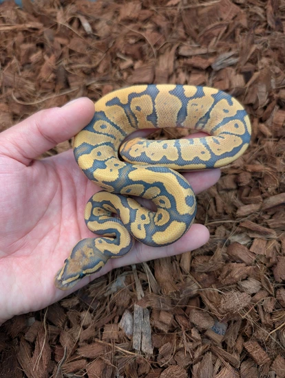Fire Mandarin Hypo Ball Python by Bobs Balls