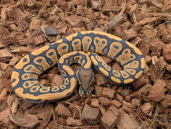Mandarin Hypo Het Clown Ball Python by Bobs Balls