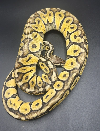 50% Het Pastel Sunset Ball Python by Borisdonia