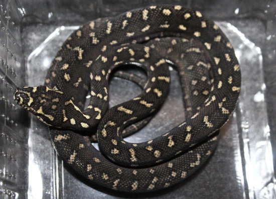 Morelia Spilota Spilota Diamond Carpet Python by Boidenzucht Wolfgang ...