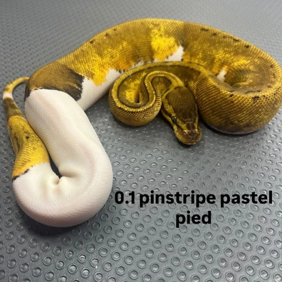Pastel Pintstripe Piebald Ball Python - female for sale from B & A Regius