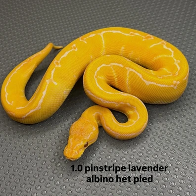 Pinstripe Lavender Albino Het Piebald Ball Python - male for sale from B & A Regius