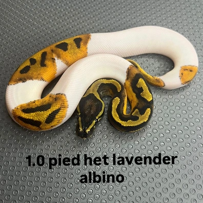 Piebald Het Lavender Albino Ball Python - male for sale from B & A Regius