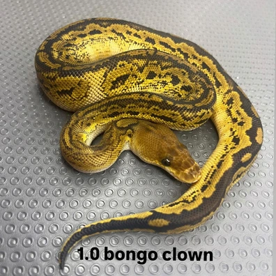 Bongo Clown Ball Python - male for sale from B & A Regius