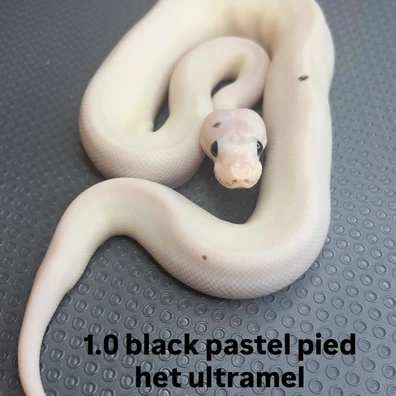 Black Pastel Piebald Het Ultramel Ball Python - male for sale from B & A Regius