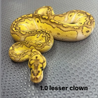 Lesser Clown Ball Python - male for sale from B & A Regius