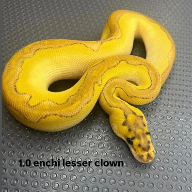 Enchie Lesser Clown Ball Python - male for sale from B & A Regius