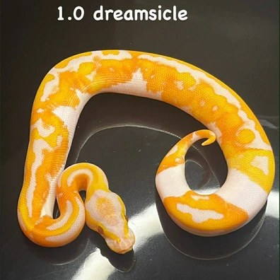 Dreamsicle Ball Python - male for sale from B & A Regius