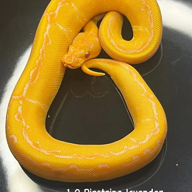 Pinstripe Lavender Albino Het Pied Ball Python - male for sale from B & A Regius
