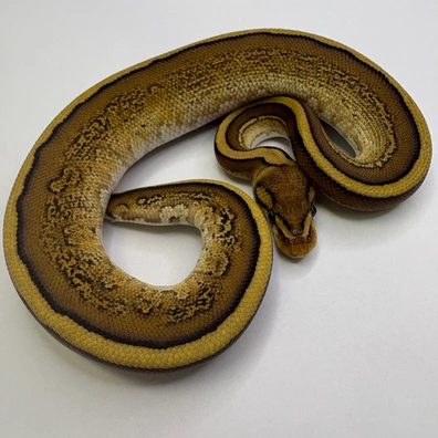 Cypres Red Stripe Het Hypo Ball Python - male for sale from B & A Regius
