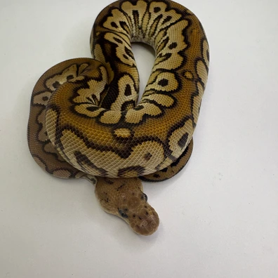 Cinnamon Spotnose Clown Ball Python - male for sale from B & A Regius