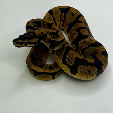 Orange Dream Confusion Het Hypo Ball Python - female for sale from B & A Regius
