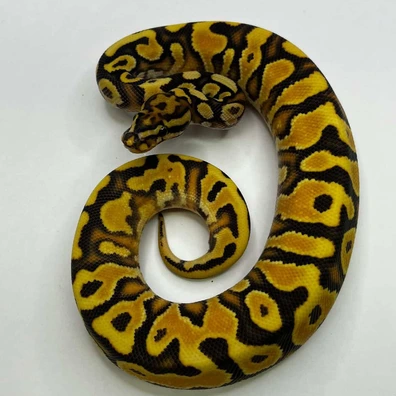 Spotnose Orange Dream Yellowbely Hypo Ball Python - male for sale from B & A Regius