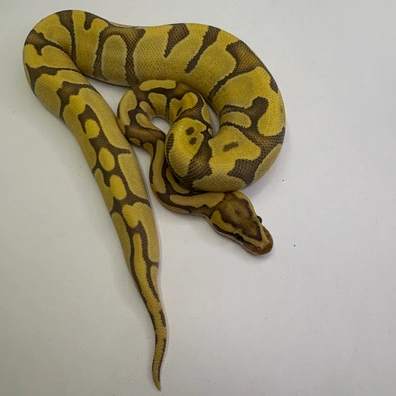 Enchi Fire Hypo Ball Python - female for sale from B & A Regius