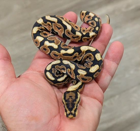 Spotnose Red Stripe Yellow Belly DH Desert Ghost Clown Ball Python by ...