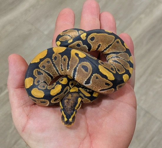 TH Sunset Ultramel Pied Ball Python by Bomb City Balls
